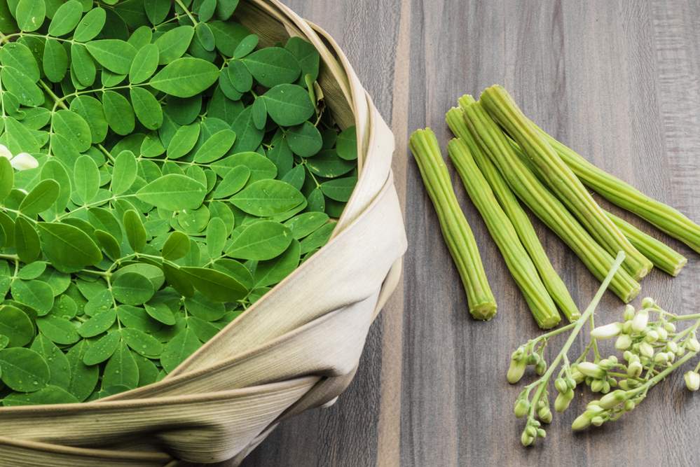 Moringa Oleifera